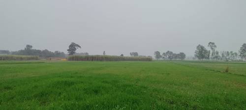 Jagriti Yatra Deoria Greenery