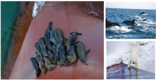 Marine Animals